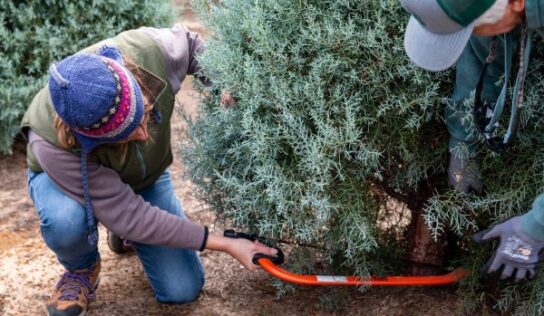 Holiday cheer without the fear, a Christmas tree care and safety guide