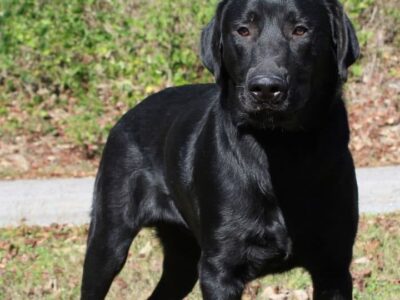 Friendly and Full of Love: Emmett the black lab needs his forever home