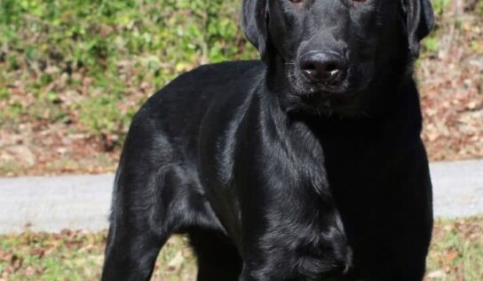 Friendly and Full of Love: Emmett the black lab needs his forever home