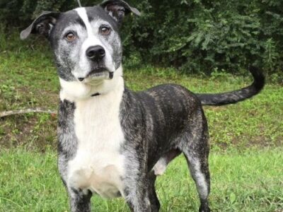 Gunner, a true gentleman, awaits a family to call his own!