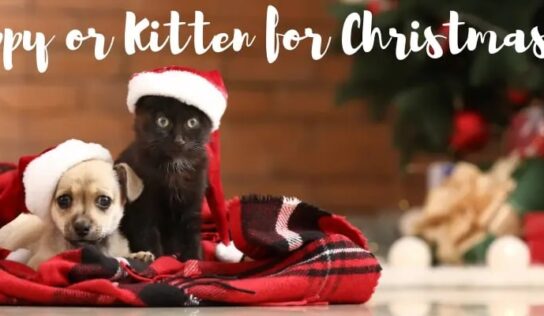 New pet for Christmas? Here are some pointers from HSEC