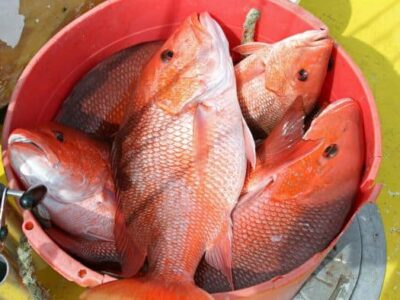 Marine Resources Seeks Fisheries Input from the Public