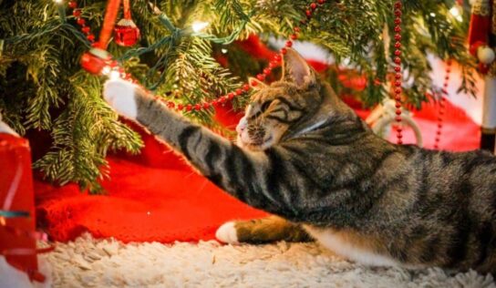 Merry Christmas from the Humane Society of Elmore County