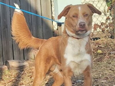 A big, handsome goofball: Bentley is the HSEC Pet of the Week