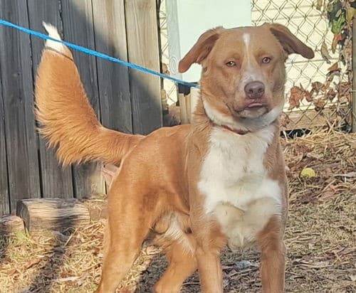 A big, handsome goofball: Bentley is the HSEC Pet of the Week