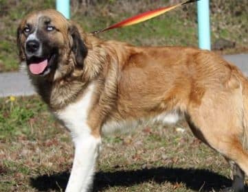 PAHS Pet of the Week is Bumble, with his gorgeous coat and blue eyes