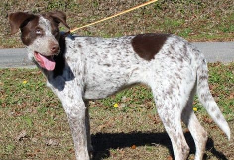 Meet Cupid! She is the Pet of the Week for PAHS, and gorgeous!
