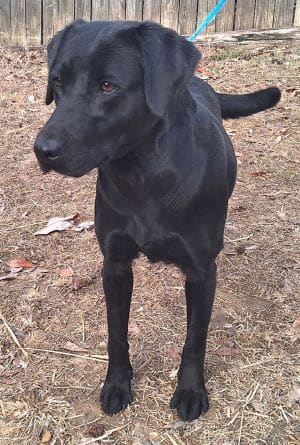 Ellie is the HSEC Pet of the Week! Super sweet, loves treats and children