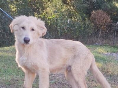 Freddy the husky/shepherd mix seeks his forever family