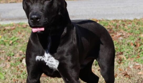 Adopt today at Prattville/Autauga Humane Society; Hero, the Black Lab/Pit Bull Mix