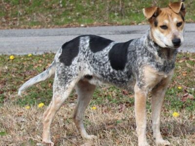 PAHS’ Featured Pet of the Week is Elvis! Loving guy, who plays well with others