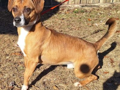 Kevin is the HSEC Pet of the Week! Loves tennis balls and playing fetch