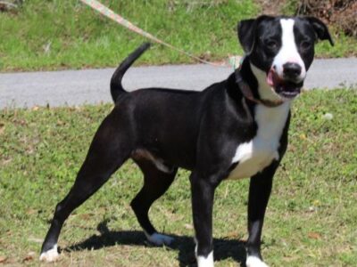 PAHS Pet of the week Sheldon has been waiting too long for a family to love