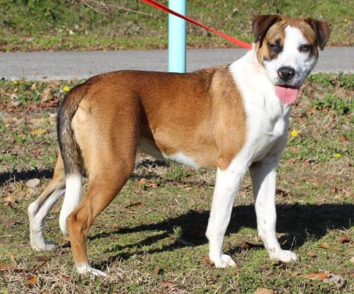 Addie is a young Boxer mix waiting at PAHS for a Forever Home