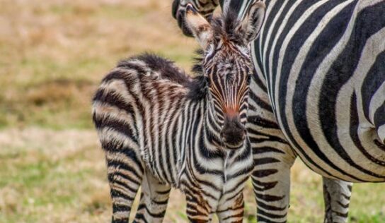 The Alabama Safari Park in Hope Hull welcomes Zebra foal
