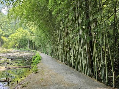 Hidden Gems USA Travel features the Prattville Bamboo Forrest