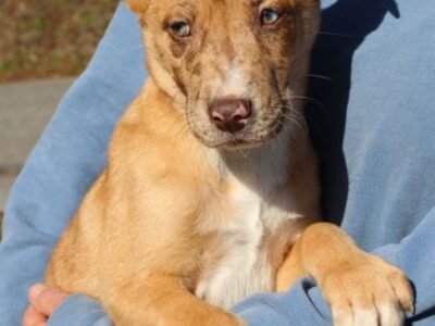  Handsome Jack is the PAHS Featured Pet of the Week