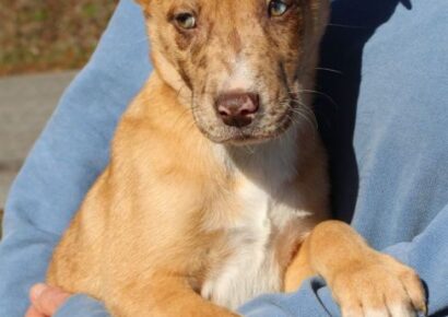 Handsome Jack is the PAHS Featured Pet of the Week
