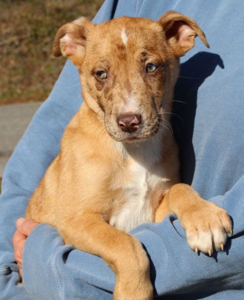  Handsome Jack is the PAHS Featured Pet of the Week