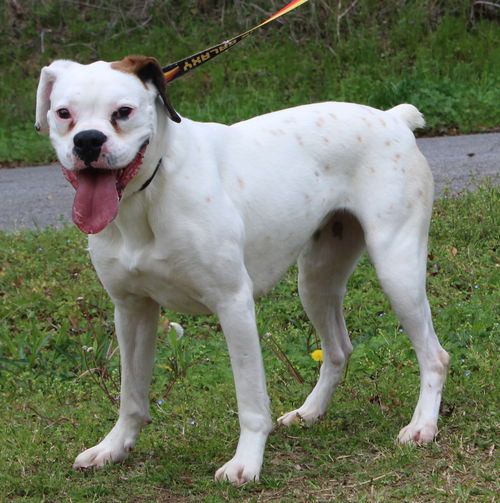 PAHS Pet of the Week is Sadie; she was returned after neighbor dog continually attacked her