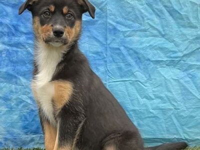 Zayda is looking for a family to love with Humane Society of Elmore County