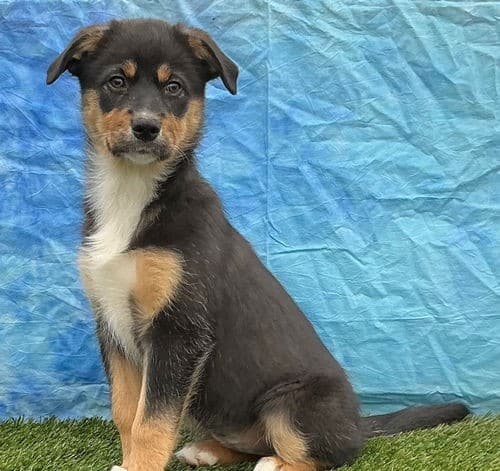 Zayda is looking for a family to love with Humane Society of Elmore County