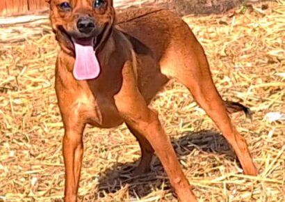 Coco is the HSEC Pet of the Week! Lots of energy in a small package