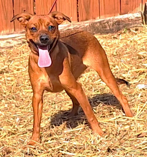  Coco is the HSEC Pet of the Week! Lots of energy in a small package