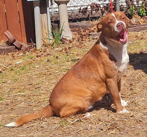 Reese is the HSEC Pet of the Week! Sweet, housetrained and loves tummy rubs