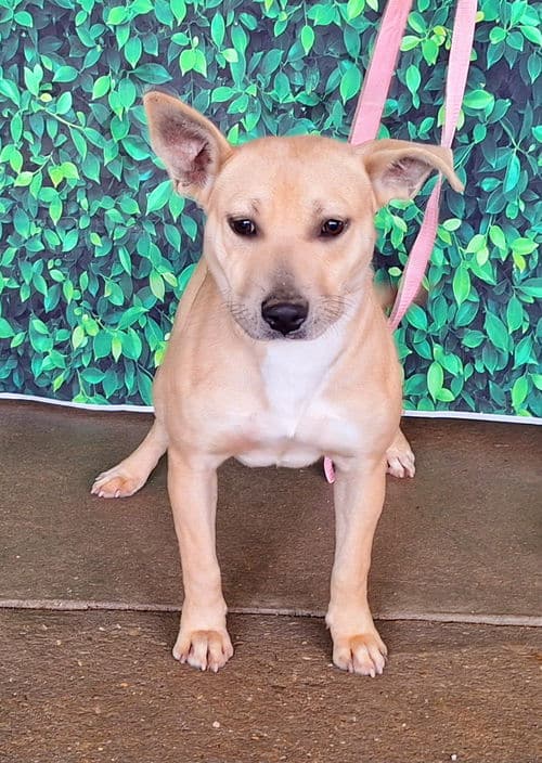 Bonnie is the featured Pet of the Week for HSEC