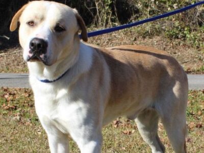 Meet Buster: A Big-Hearted Pup Looking for a Fresh Start