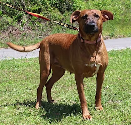 PAHS Pet of the Week: Dixie is a big girl, with bigger love to give!