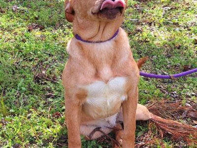 Dory is waiting at HSEC for her new family; What a personality!