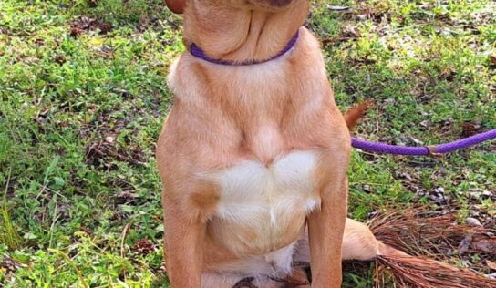 Dory is waiting at HSEC for her new family; What a personality!