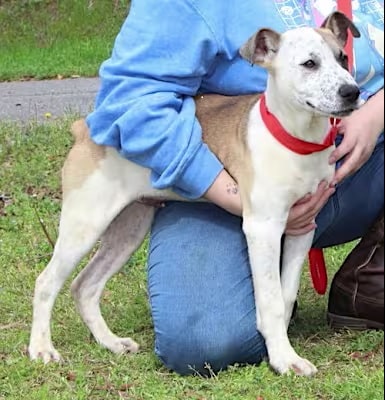 Maui is the PAHS Pet of the Week! His owner passed away and she was turned in to shelter