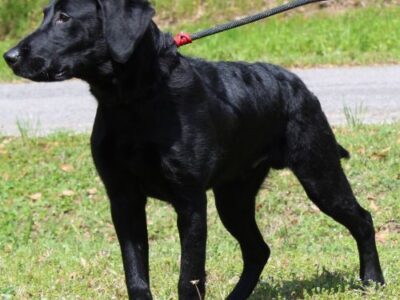 Coco is six months old, very active and loving! He is waiting at PAHS