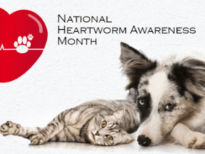 HSEC News: April is National Heartworm Awareness Month