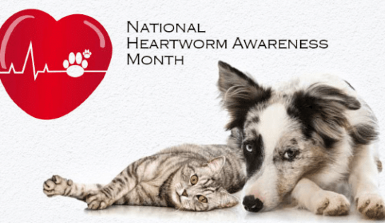 HSEC News: April is National Heartworm Awareness Month