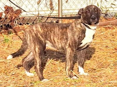 Cowboy is the HSEC Pet of the Week; Loves toys and tug of war