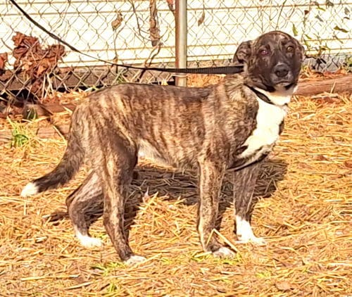 Cowboy is the HSEC Pet of the Week; Loves toys and tug of war