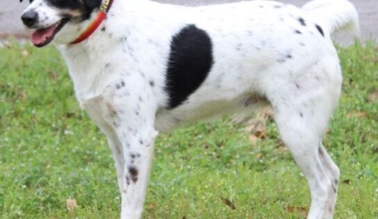 Dawn is the PAHS Pet of the Week! She loves plenty of attention