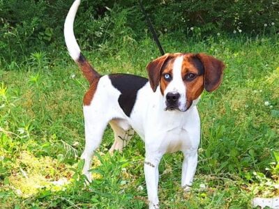 Meet Beauregard, HSEC Pet of the Week