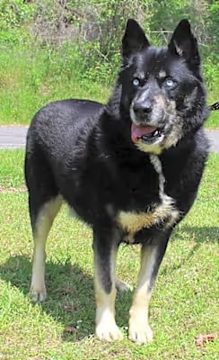 Brodie is the PAHS Pet of the Week and magnificent