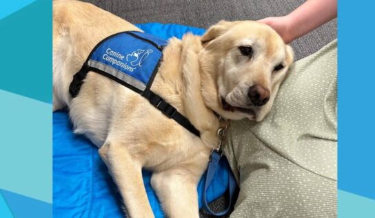 Butterfly Bridge: Meet Zurg, the Hero dog who brings calm in midst of chaos