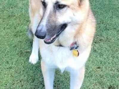 Katie is the PAHS Pet of the Week; Adoption fees increasing