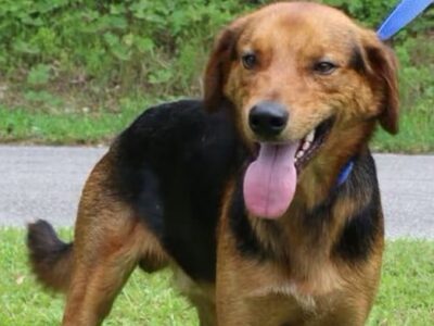 Need a smile? Adopt Grin with Prattville Autauga Humane Society