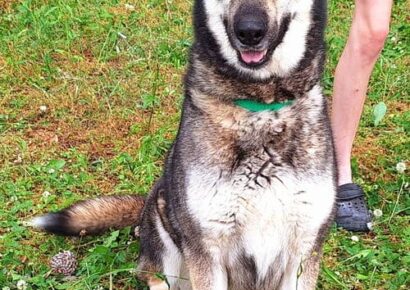 Beautiful Harley is the HSEC Pet of the Week!