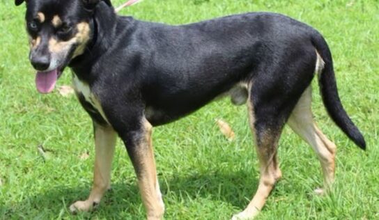 Miller is the PAHS Pet of the Week! Family is moving, and could not take him