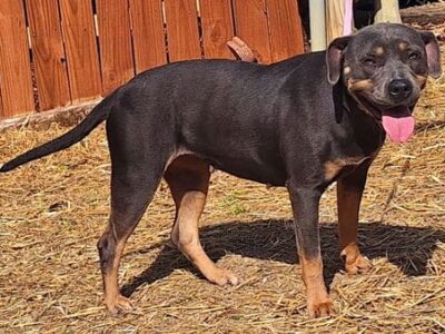 Nyx craves cuddles and attention; She is waiting at HSEC as the Pet of the Week