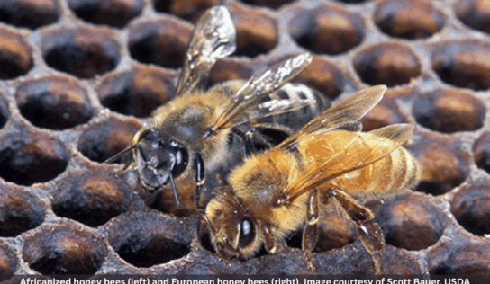 Africanized Honeybees Detected in Alabama: What you should know